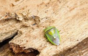 Attēlu rezultāti vaicājumam “Badhamia nitens macro”