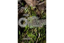 Attēlu rezultāti vaicājumam “Plagiomnium undulatum sporophyte”