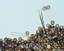 Attēlu rezultāti vaicājumam “Diderma umbilicatum macro”