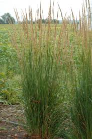 Attēlu rezultāti vaicājumam “Calamagrostis stricta”