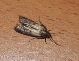 Attēlu rezultāti vaicājumam “Plodia interpunctella”