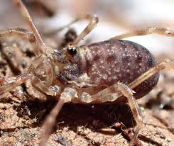 Attēlu rezultāti vaicājumam “Lophopilio palpinalis”