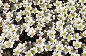 Image result for Steinbrech