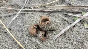 Attēlu rezultāti vaicājumam “Peziza ammophila”