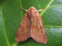 Attēlu rezultāti vaicājumam “Agrochola helvola imago”