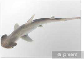 Image result for Sphyrna tiburo