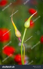 Attēlu rezultāti vaicājumam “Allium sativum bud”