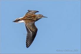 Image result for Calidris subminuta