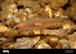 Image result for Squalius cephalus cavedanus