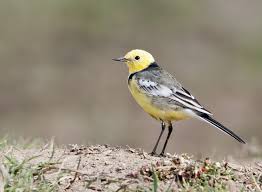 Attēlu rezultāti vaicājumam “Motacilla citreola”