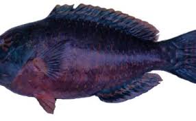 Image result for Calotomus carolinus