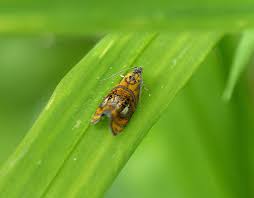 Attēlu rezultāti vaicājumam “Olethreutes arcuella”