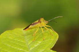 Attēlu rezultāti vaicājumam “Acanthosoma haemorrhoidale”