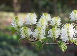 Attēlu rezultāti vaicājumam “Fothergilla major”