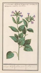 Image result for Pulmonaria officinalis