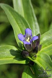 Attēlu rezultāti vaicājumam “Gentiana cruciata bud”
