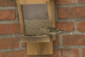 Attēlu rezultāti vaicājumam “Fringilla coelebs nest”