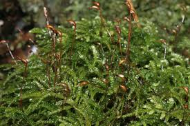 Attēlu rezultāti vaicājumam “Eurhynchiastrum pulchellum”