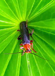 Attēlu rezultāti vaicājumam “Cantharis livida”