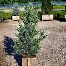 Attēlu rezultāti vaicājumam “Pinus peuce”