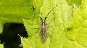 Attēlu rezultāti vaicājumam “Agapanthia villosoviridescens”