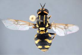 Attēlu rezultāti vaicājumam “Xanthogramma sp. male”