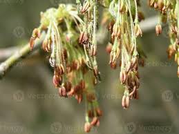 Attēlu rezultāti vaicājumam “Acer negundo female flower”