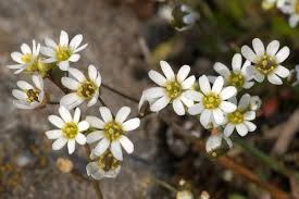 Attēlu rezultāti vaicājumam “Erophila verna flower”