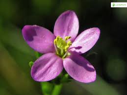 Attēlu rezultāti vaicājumam “Centaurium littorale flower”
