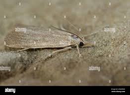 Attēlu rezultāti vaicājumam “Calamotropha paludella”