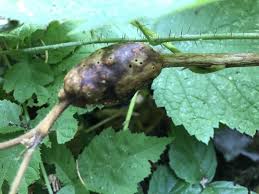 Attēlu rezultāti vaicājumam “Neuroterus albipes”