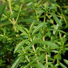 Image result for Bohnenkraut