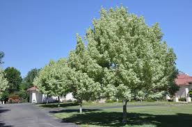 Attēlu rezultāti vaicājumam “Acer negundo leaf”