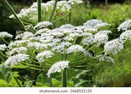 Attēlu rezultāti vaicājumam “Heracleum sosnowskyi leaf”