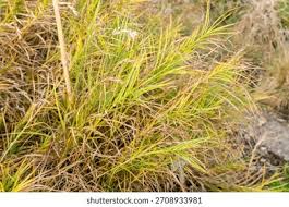 Attēlu rezultāti vaicājumam “Carex ornithopoda fruit”