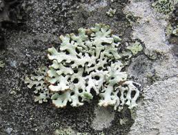 Attēlu rezultāti vaicājumam “Hypogymnia physodes”