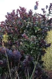 Attēlu rezultāti vaicājumam “Calycanthus floridus”