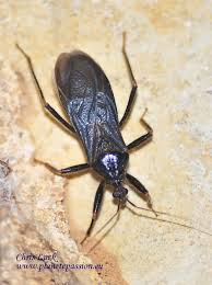 Attēlu rezultāti vaicājumam “Reduvius personatus”