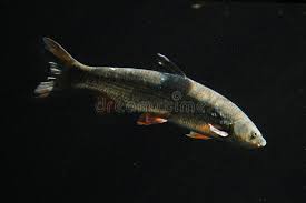 Image result for Chondrostoma nasus