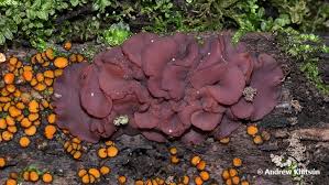 Attēlu rezultāti vaicājumam “Ascocoryne cylichnium”