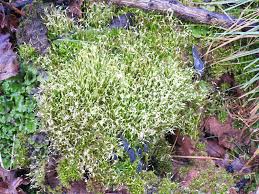 Attēlu rezultāti vaicājumam “Hedwigia ciliata sporophyte”