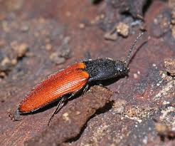 Attēlu rezultāti vaicājumam “Ampedus pomorum”