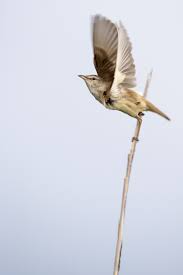 Attēlu rezultāti vaicājumam “Acrocephalus arundinaceus adult”