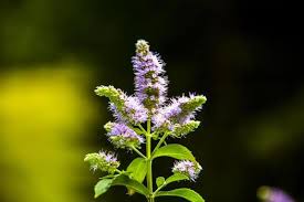 Attēlu rezultāti vaicājumam “Mentha longifolia flower”