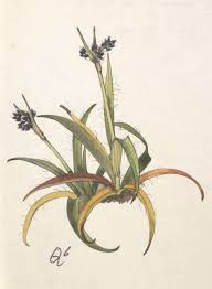 Attēlu rezultāti vaicājumam “Juncaceae”