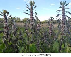 Attēlu rezultāti vaicājumam “Leonurus quinquelobatus”