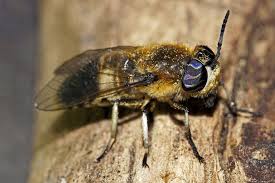 Attēlu rezultāti vaicājumam “Heptatoma pellucens”