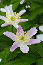 Attēlu rezultāti vaicājumam “Anemone nemorosa bud”