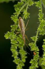 Attēlu rezultāti vaicājumam “Nabis limbatus”