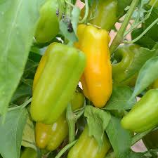 Afbeeldingsresultaat voor baby yellow sweet pepper